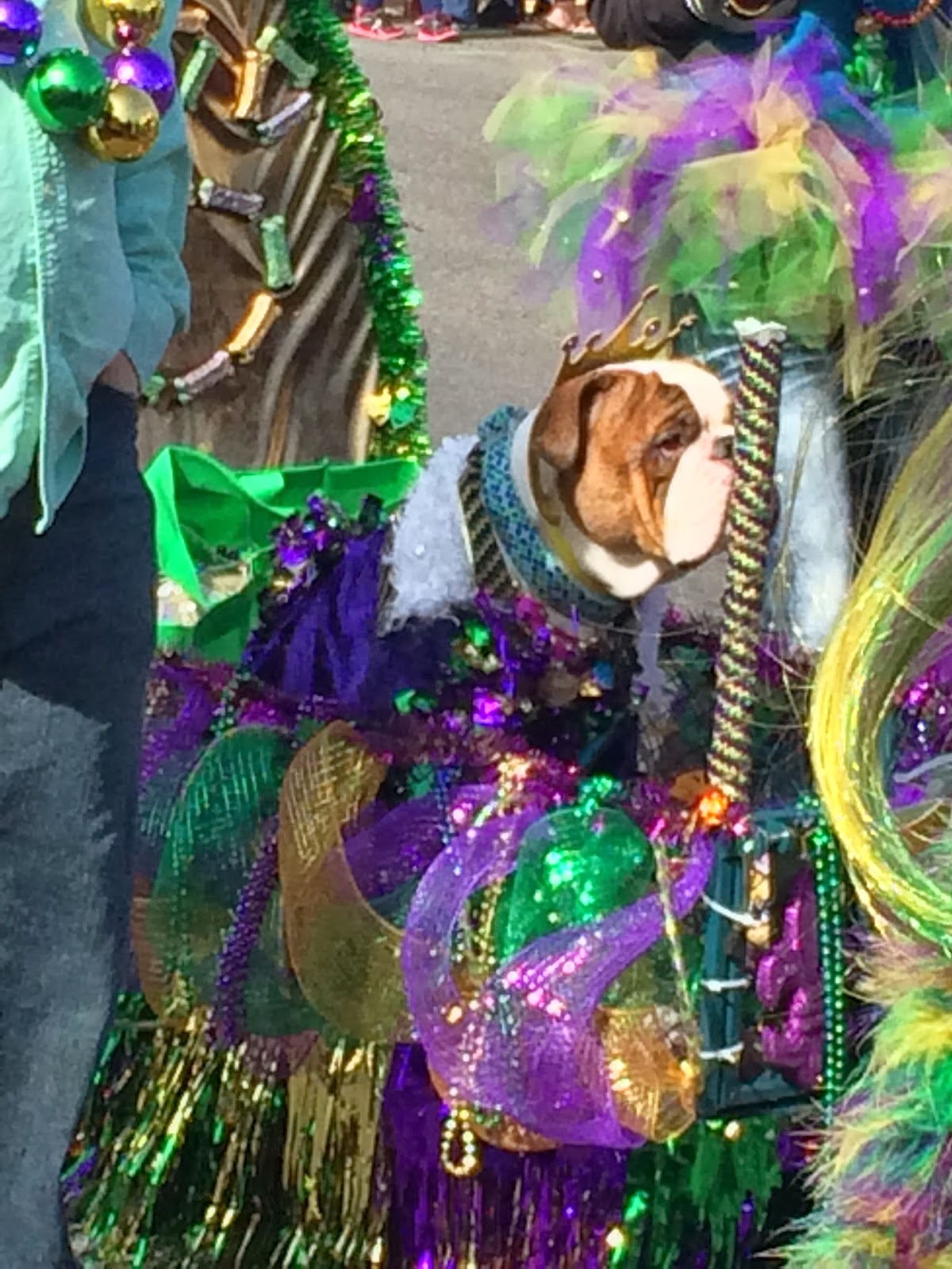 mardi gras pet parade 2025